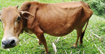 ‘লাম্পি স্কিন’ রোগে আক্রান্ত মৌলভীবাজারের ৬ হাজার গরু