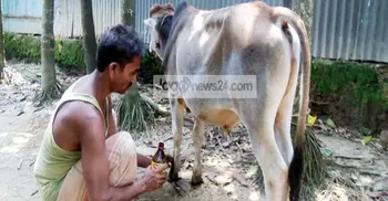 ২৬ দিনে ক্ষুরা রোগে অর্ধশত গরুর মৃত্যু, আক্রান্ত ২০ হাজার