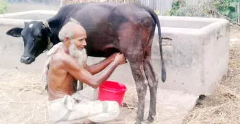 ১৪ মাসের বাছুর দিনে দুধ দিচ্ছে ১ লিটার