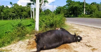 হঠাৎ করে কাঁপুনি উঠে মারা যাচ্ছে গরু