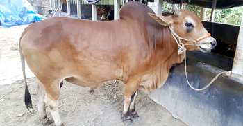 গরু চুরি করতে গিয়ে ধরা পড়ে পুকুরে ঝাঁপ মা-মেয়ের