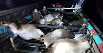 দুই নৌকার সংঘর্ষে প্রাণ গেলো ২৫ গরুর