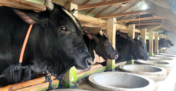 সংকট কাটিয়ে গো-খামারিদের স্বপ্ন দেখাচ্ছে পদ্মা সেতু