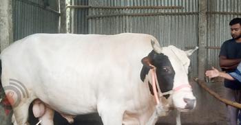 হাজার কেজির ‘কিং অব কুড়িগ্রাম’র দাম ১৫ লাখ টাকা