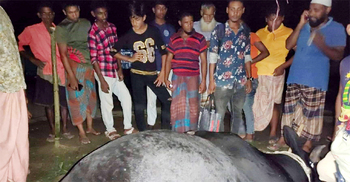 বিক্রির আগেই হাটে মারা গেলো ৫০০ কেজি ওজনের ষাঁড়