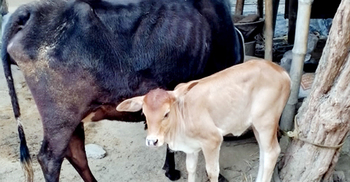 চুরি হয়েছিল গর্ভবতী গাভি, ৫ মাস পর বাছুরসহ ফেরত দিলো চোর!