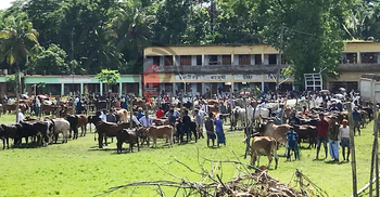 লক্ষ্মীপুরে প্রধান শিক্ষকের অনুমতিতে স্কুল মাঠে পশুর হাট