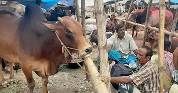 গরু বিক্রেতাদের কপালে চিন্তার ভাঁজ!