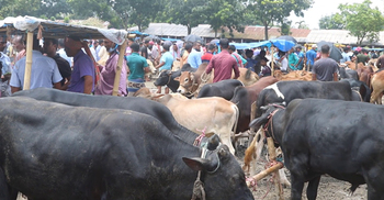 কোরবানির পশুর হাটে কারও মুখে মাস্ক নেই