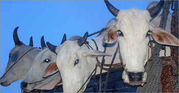 গোমস্তাপুরে ৩৪ লাখ টাকার ভারতীয় গরু জব্দ