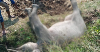 কক্সবাজারে আবারো বন্যহাতির মৃত্যু