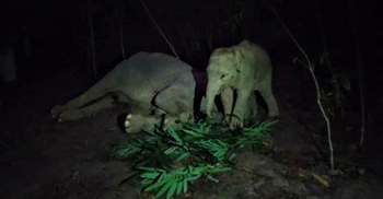 মাকে হারিয়ে গহীন বনে নিরুদ্দেশ সেই হাতি শাবক