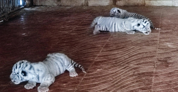 পদ্মা-মেঘনা-সাঙ্গু-হালদা নাম পেলো চার শাবক