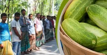 Cucumber prices dip to Tk 0.50 a kg in Dinajpur