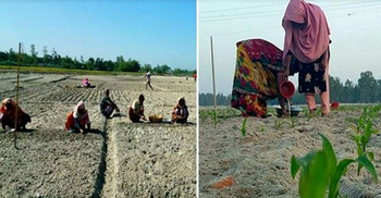Cultivation restarts on Rangpur char lands this year