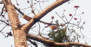 খুঁটির বদলে ইট ঝুলিয়ে বিদ্যুৎ সঞ্চালন!