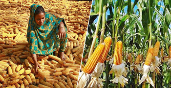 ৯শ কোটি টাকার ভুট্টা নিয়ে শঙ্কায় চুয়াডাঙ্গার চাষিরা