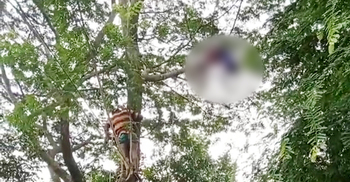 ডাল কাটতে গাছে উঠে প্রাণ গেলো শ্রমিকের