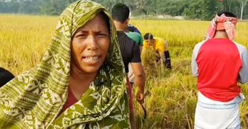 ‌‌‘ছাত্রলীগের নেতাকর্মীরা ধান কেটে না দিলে ঘরে তুলতে পারতাম না’