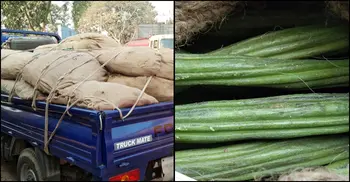 অসময়ে মিলছে সজনে, কেজি ২৫০ টাকা