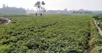 আলুক্ষেতে মিলল শিশুর গলাকাটা লাশ