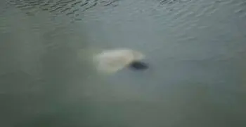 বগুড়ায় পুকুরের পানিতে ডুবে দুই শিশুর মৃত্যু