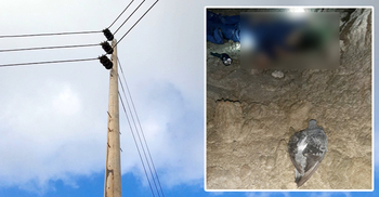 বৈদ্যুতিক খুঁটিতে বসা কবুতর ধরতে গিয়ে নিরাপত্তা প্রহরীর মৃত্যু