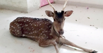 বুলবুলের তাণ্ডবে লোকালয়ে চিত্রা হরিণ