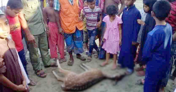 পথ ভুল করে লোকালয়ে হরিণ, প্রাণ হারাল কুকুরের আক্রমণে