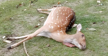 জোয়ারে সুন্দরবন থেকে ভেসে এলো ৪ মৃত হরিণ
