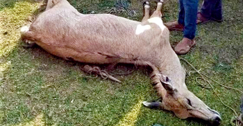 জনতার ভয়ে পালাতে গিয়ে প্রাণ গেলো হরিণের