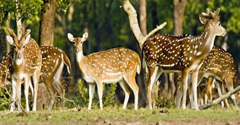 ৪৫০০ ফুট হরিণ শিকারের ফাঁদসহ শিকারি আটক