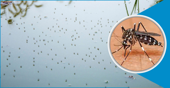 শীতে মশার উপদ্রব, ভোগান্তিতে নগরবাসী