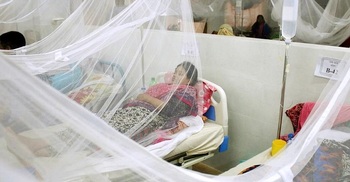33 more hospitalized with dengue fever in 24 hrs