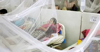 65 hospitalized with dengue fever in 24 hrs