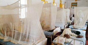 330 with dengue fever hospitalized in a day