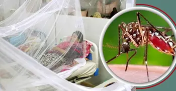 Two dengue patients hospitalized in 24 hrs
