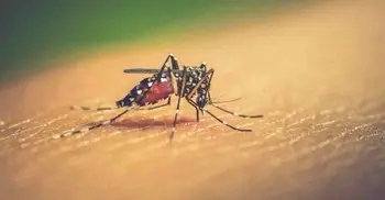 No dengue case reported in 24 hrs