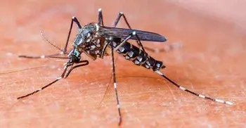 No dengue case reported in 24 hrs: DGHS
