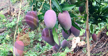 পৃথিবীর সবচেয়ে দামি আমের দেখা মিলল এবার শেরপুরে