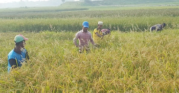 হাওরের ধান কাটা নিয়ে সংশয়, নতুন ধানের ক্রেতাও নেই