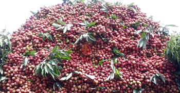 লিচুকে ঘিরে দিনাজপুরে দৈনিক ১০ কোটি টাকার লেনদেন