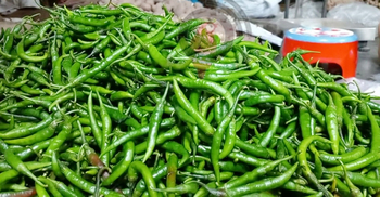 হিলিতে একদিনের ব্যবধানে কেজিতে ৯০ টাকা কমলো কাঁচামরিচের দাম