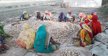 ফলন ভালো হলেও বিপাকে আলুচাষিরা
