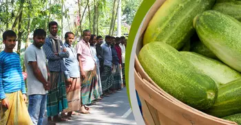 দিনাজপুরে শসার কেজি ৫০ পয়সা!