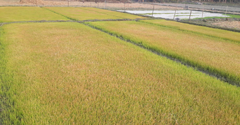 দিনাজপুরে ঘন কুয়াশায় ক্ষতিগ্রস্ত বোরো ধানের বীজতলা