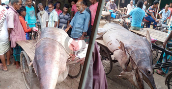 পুঁতে ফেলা হলো ৪০৫ কেজি ওজনের রকেট মাছ