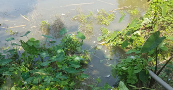 ভৈরবে পানিতে ডুবে দুই বোনের মৃত্যু