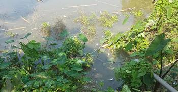 ডোবার পানিতে মিলল দুই ভাইয়ের লাশ
