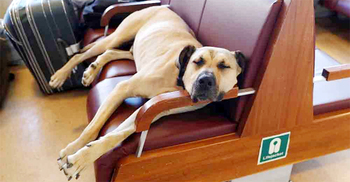 ইস্তাম্বুলের যাত্রীদের ঘনিষ্ঠ বন্ধু ‘বোজি'!